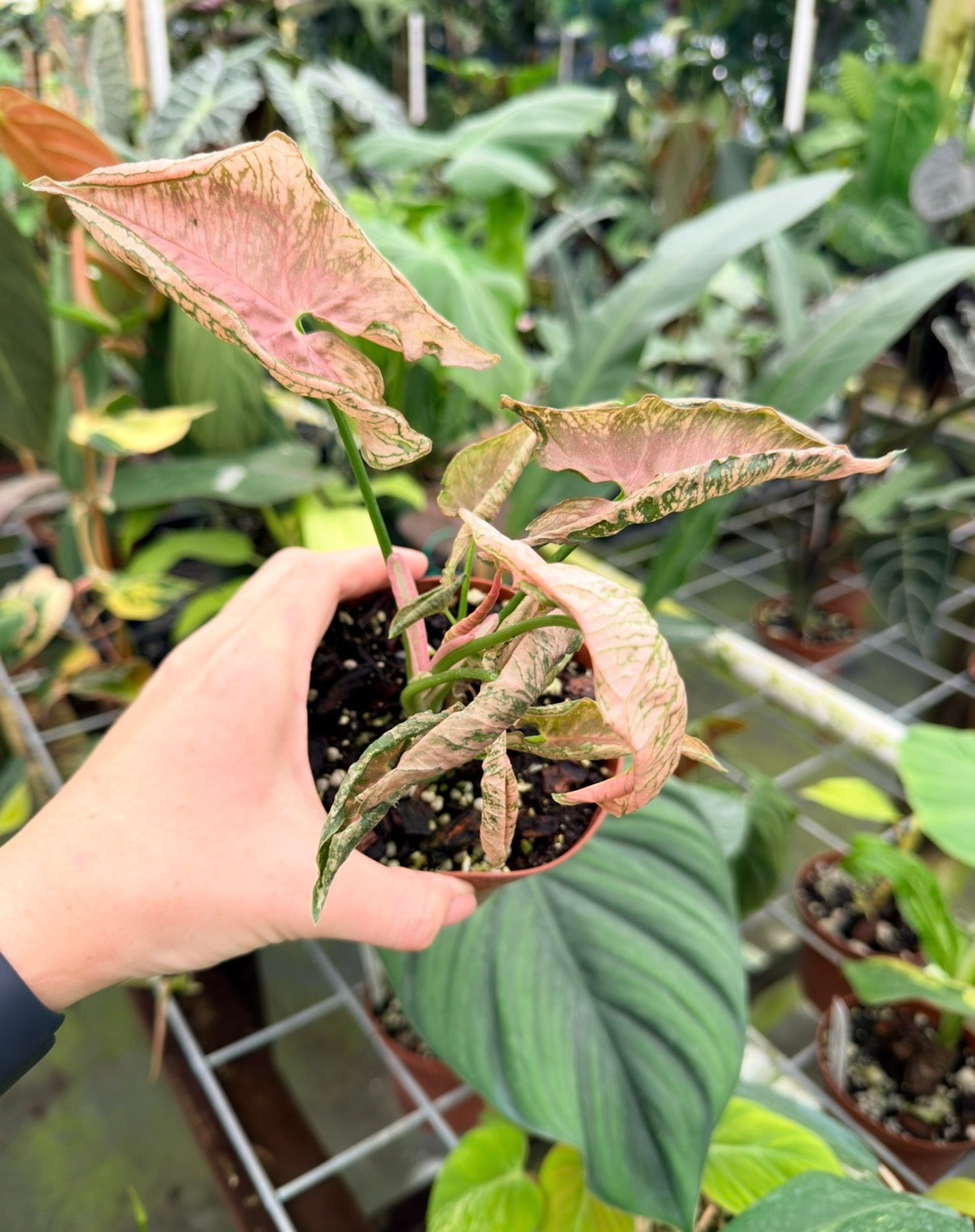 Syngonium Pink Rolli