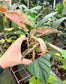 Syngonium Pink Rolli
