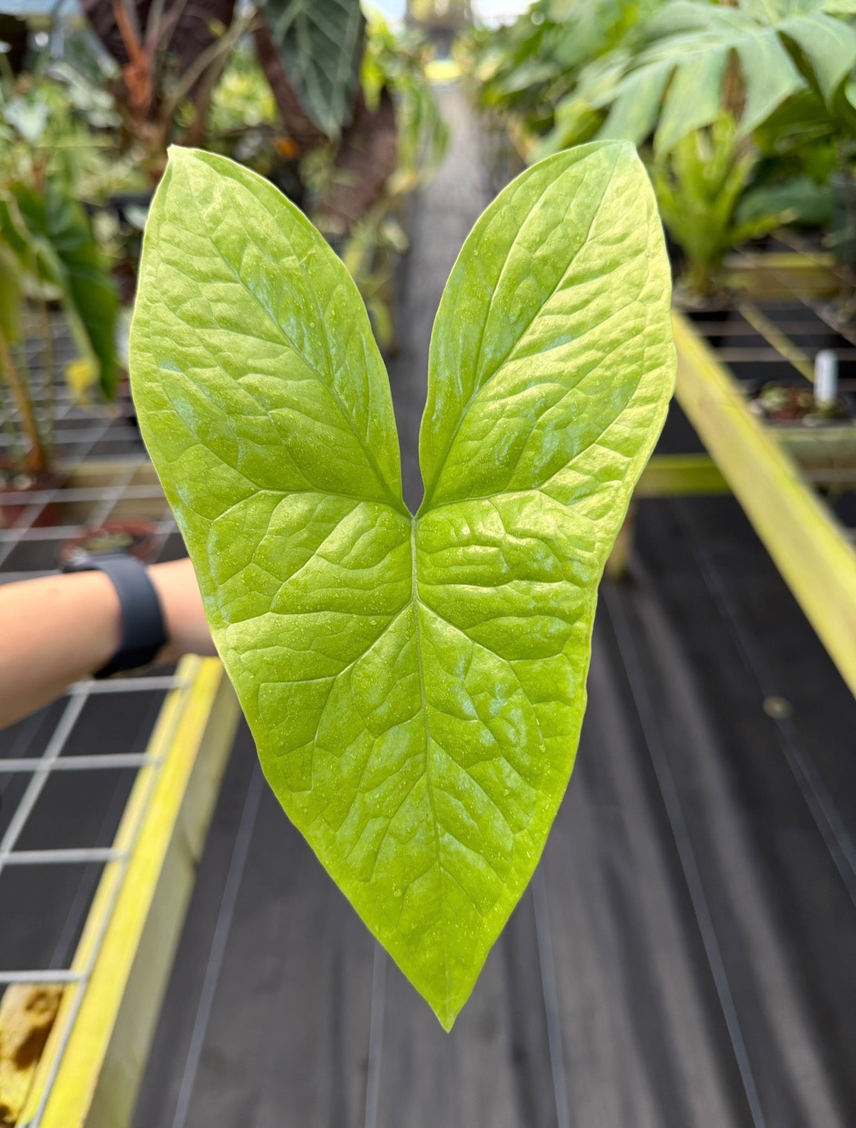 Nephthytis afzelii, Rare African Aroid