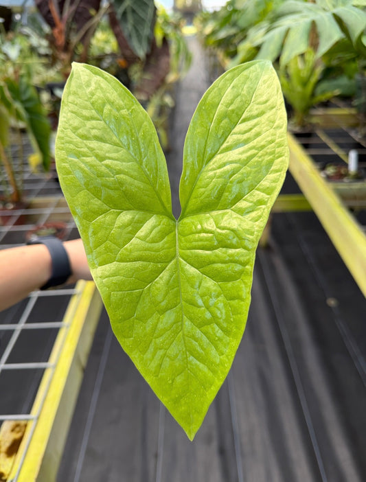 Nephthytis afzelii, Rare African Aroid
