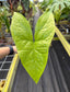 Nephthytis afzelii, Rare African Aroid