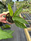 Rare Aglaonema NOID