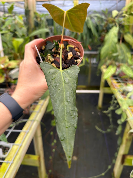Anthurium portilloi Ree Gardens, Exact Plant