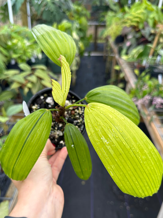 Rhapis excelsa 'Mangetsunotakara' Dwarf Variegated, Rare Dwarf Variegated Lady Palm Japanese Cultivar (EXACT PLANT)