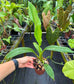 Philodendron barrosoanum 'Giganteum'