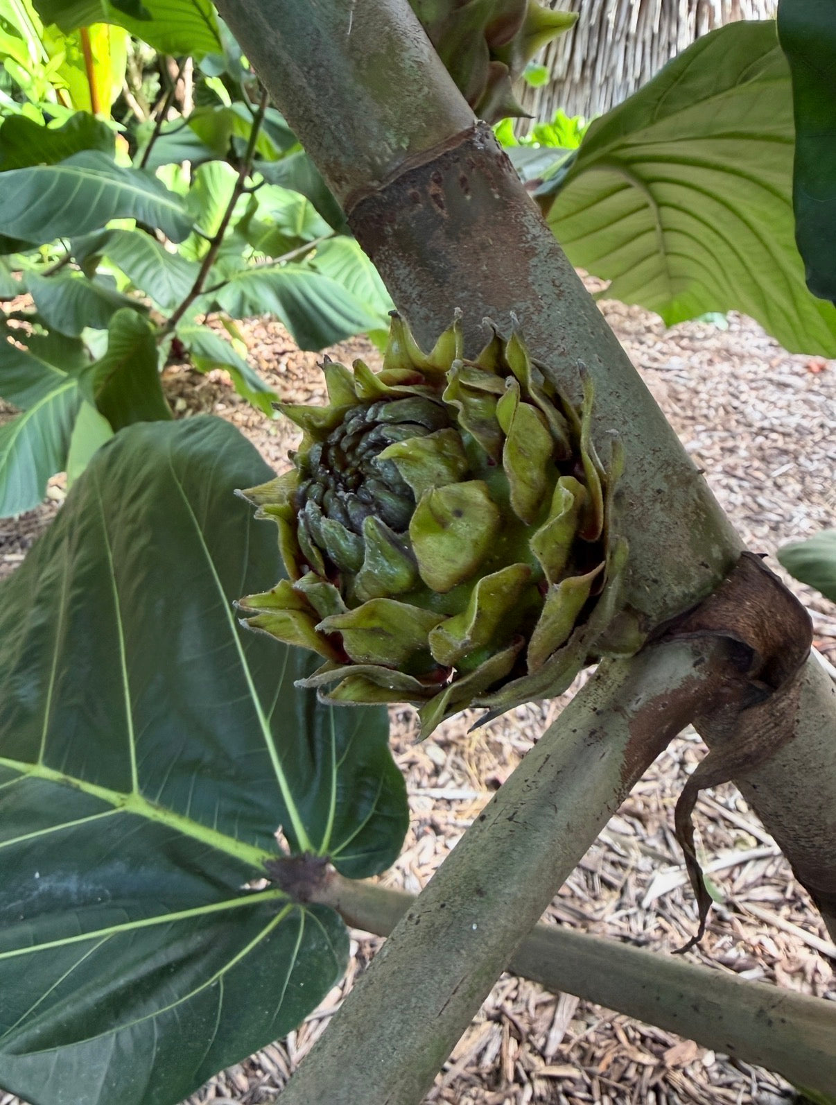 Ficus brusii
