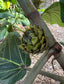 Ficus brusii