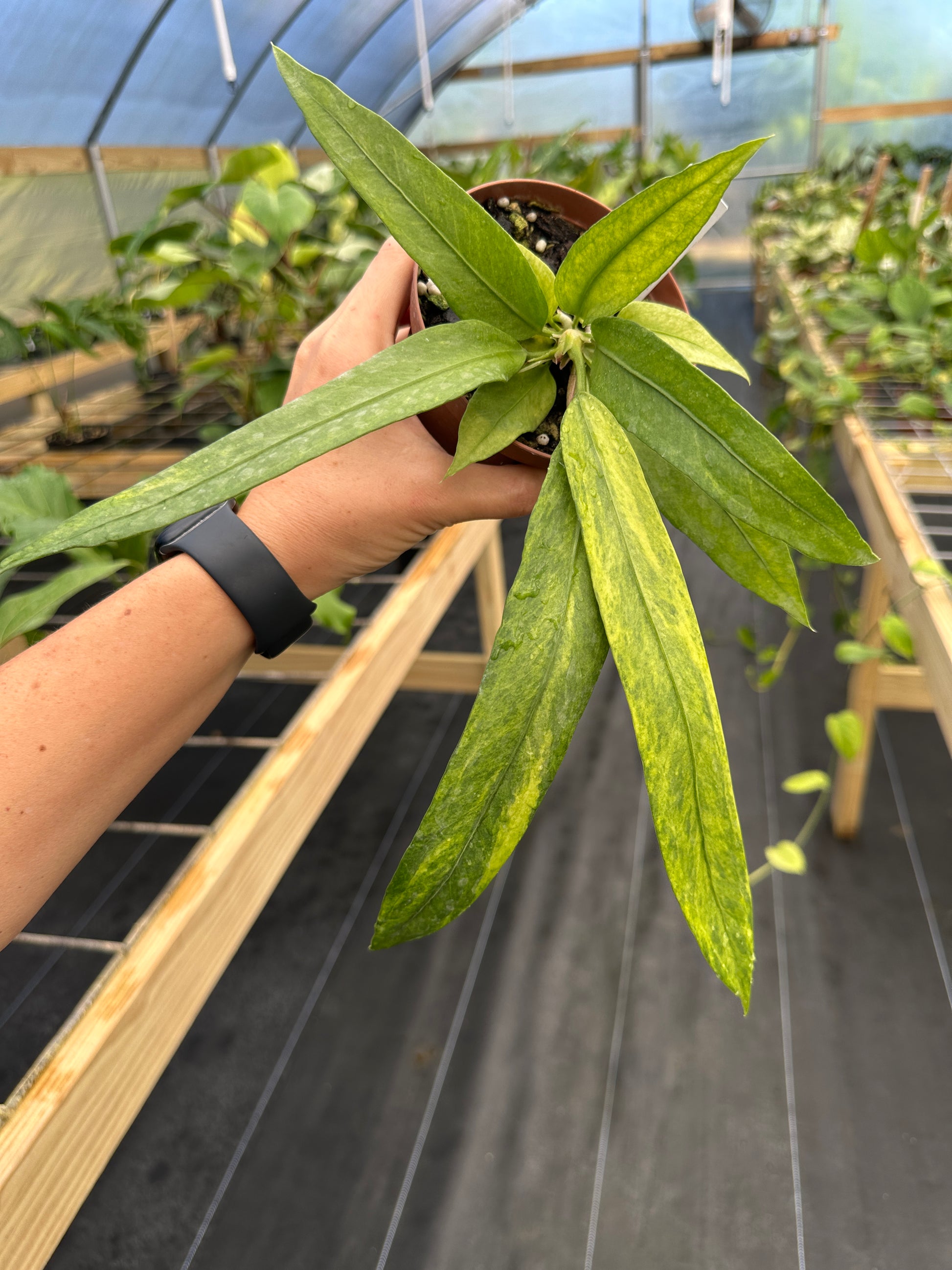 anthurium vittarifolium variegated Anthurium vittarifolium variegated – Top Notch Tropical
