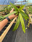 Anthurium vittarifolium variegated