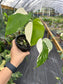 Monstera Albo Variegated EXACT PLANT