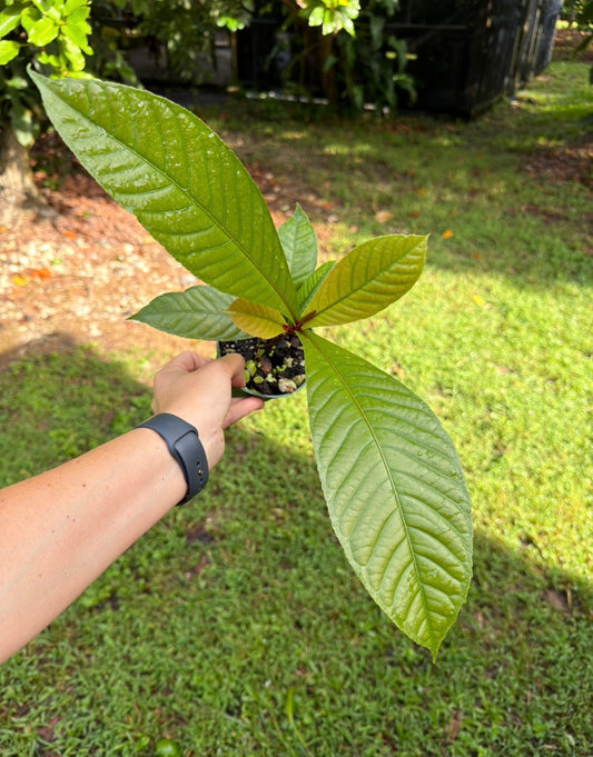 Octamyrtus glomerata,  Rare