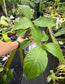 Sanchezia munita