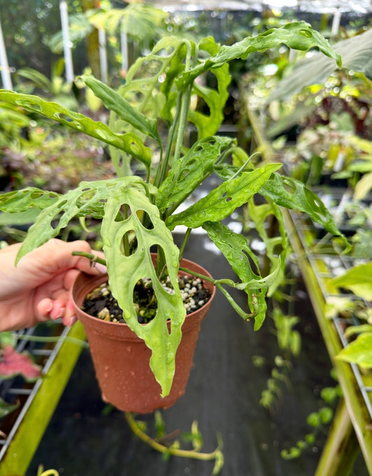 Monstera obliqua 'Peru'