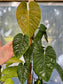 Philodendron brandtianum wild form