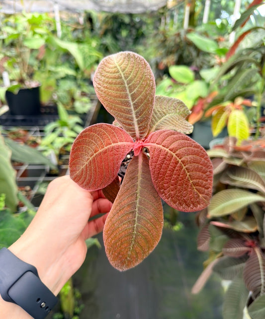 Hoffmannia roezlii type *red