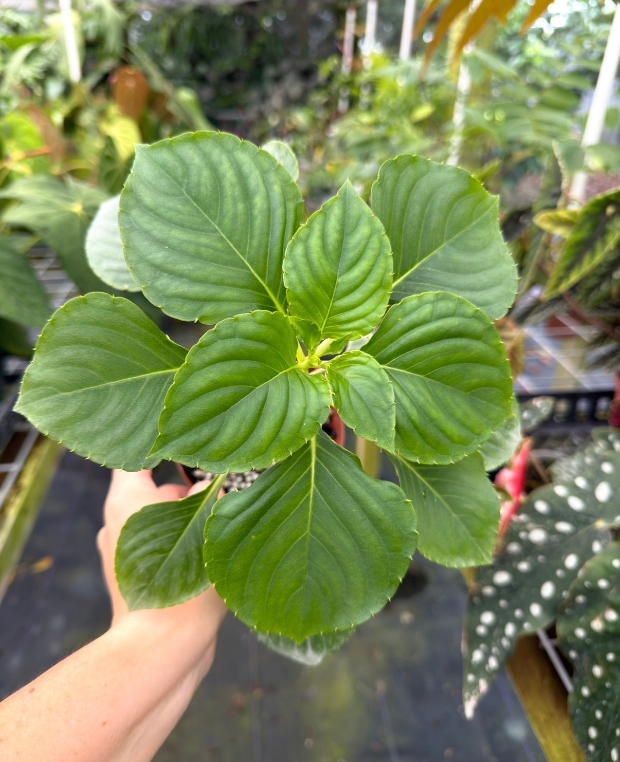 Impatiens cinnabarina, Rare African Species
