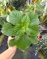 Impatiens cinnabarina, Rare African Species