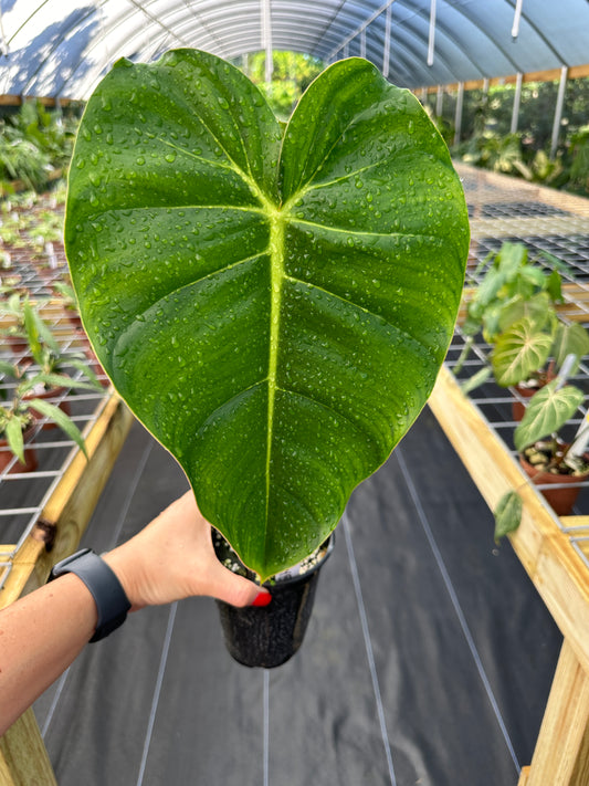 Rare Philodendron Billienum (Billietiae X Pastazanum)