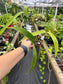 Zamia pseudoparasitica Rare epiphytic cycad by Ree Gardens