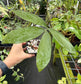 Ceratozamia whitelockiana Rare Cycad
