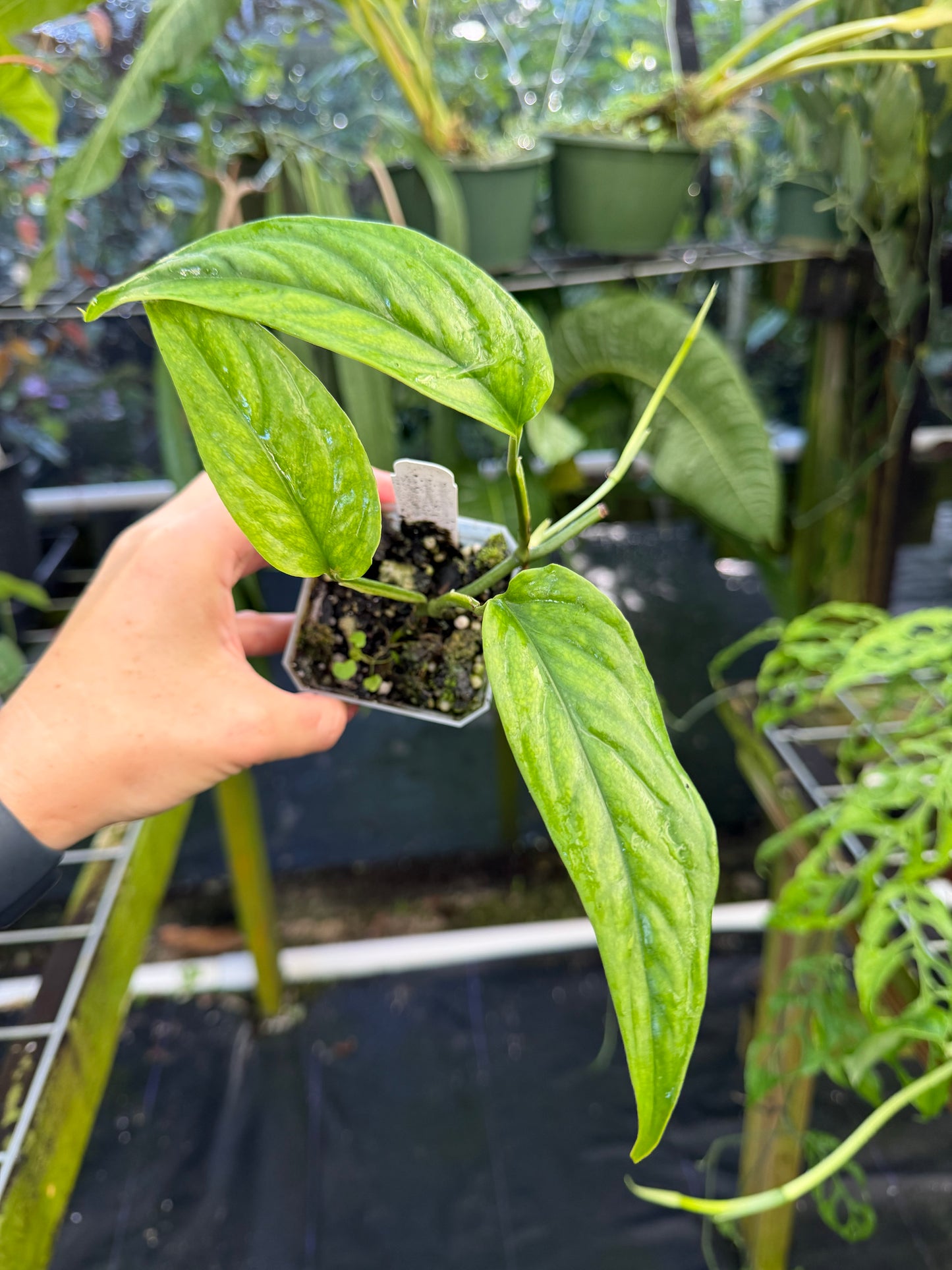 Monstera aff. obliqua "Filamentous" Rare