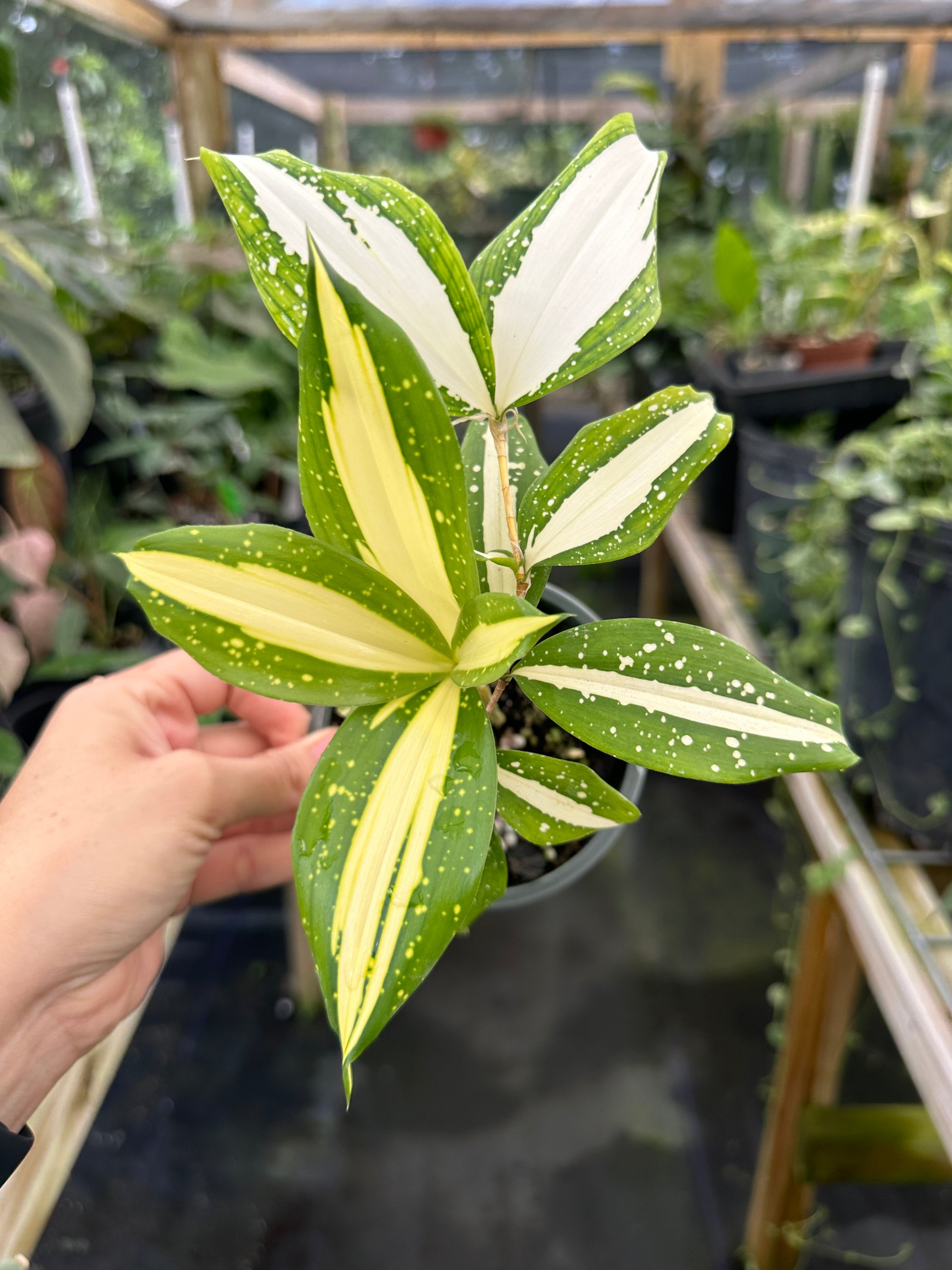 dracaena surculosa milky way Dracaena surculosa 'Milky Way' – Top Notch Tropical