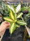 Dracaena surculosa 'Milky Way'