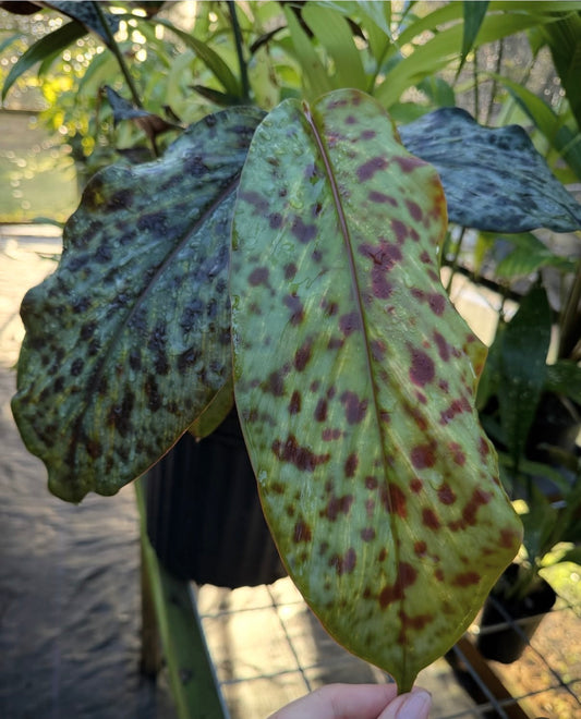 Etlingera brevilabrum Rare