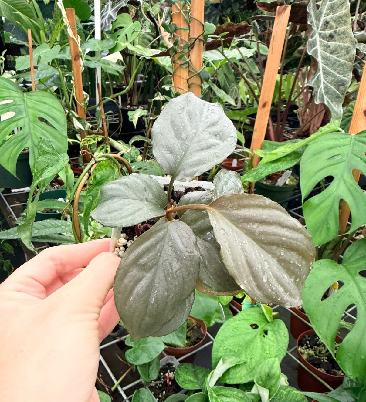 Homalomena humilis Silver Compact Form