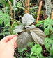 Homalomena humilis Silver Compact Form
