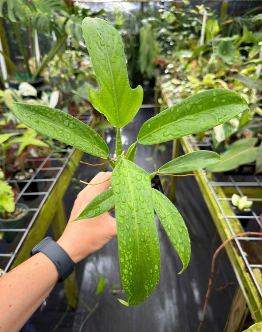 Philodendron panduriforme
