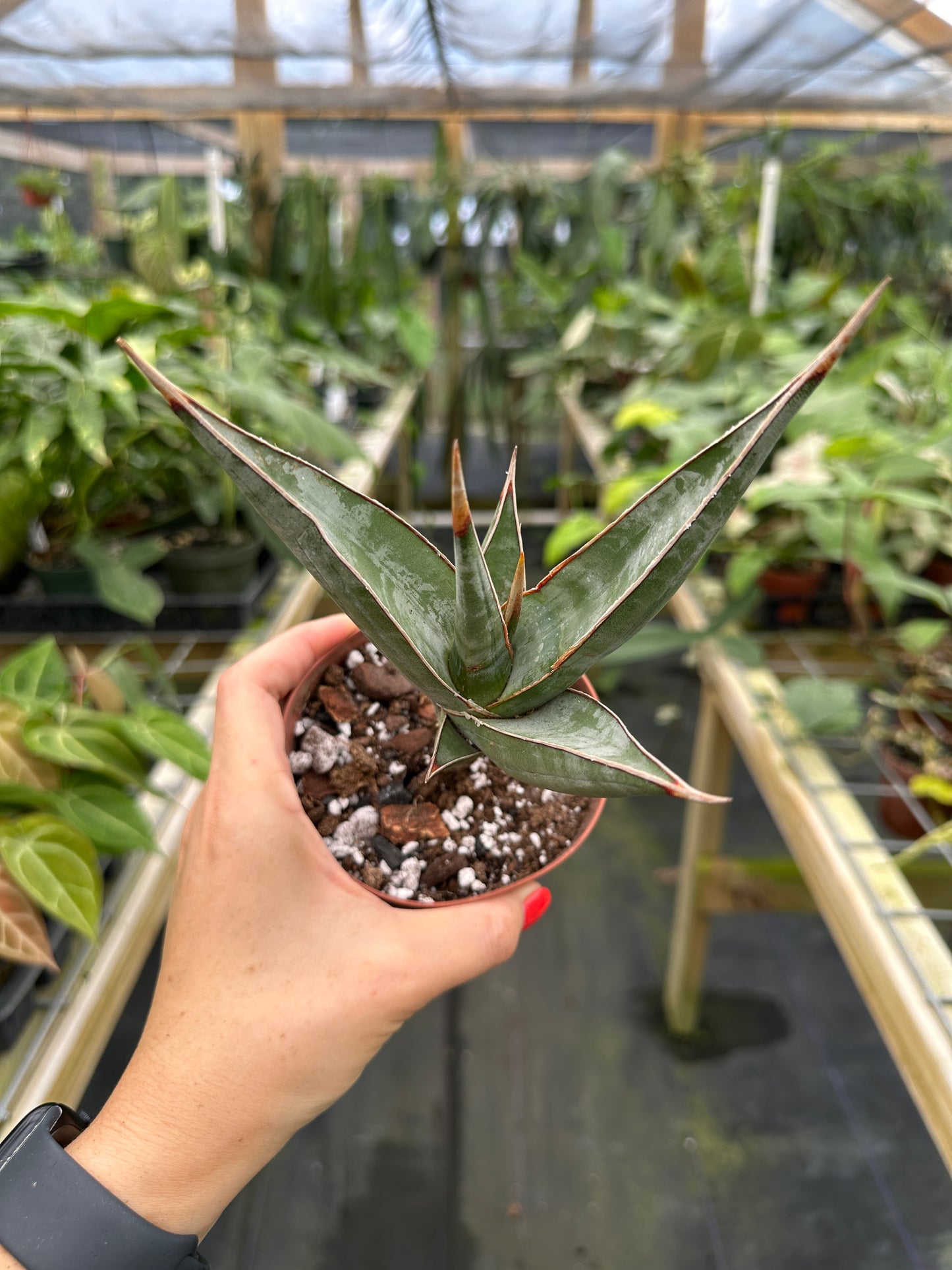 Sansevieria pinguicula 'Walking Sansevieria' , Dracaena pinguicula