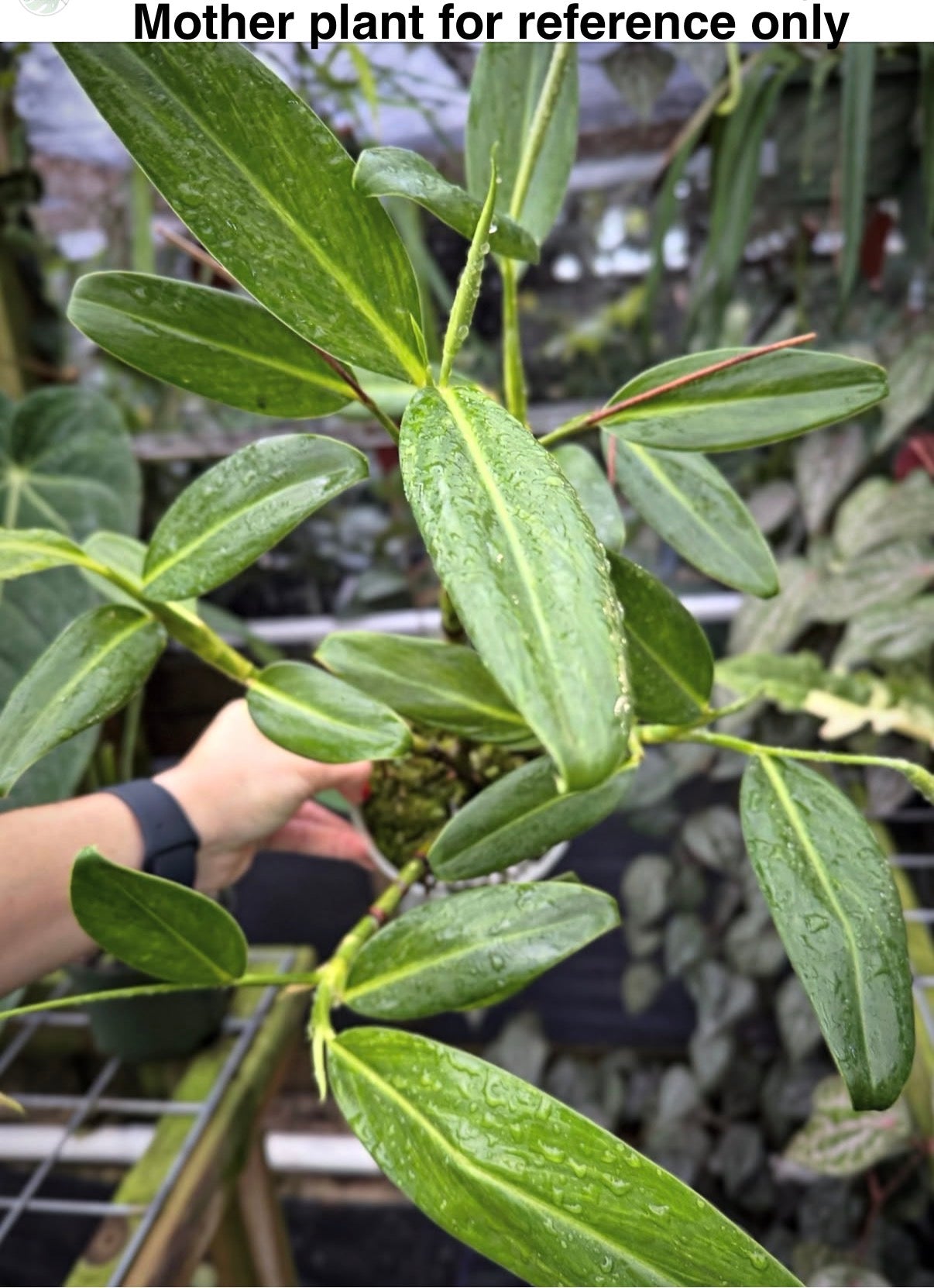 Stenospermation angustifolium, Rare aroid