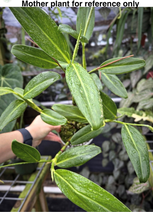 Stenospermation angustifolium, Rare aroid