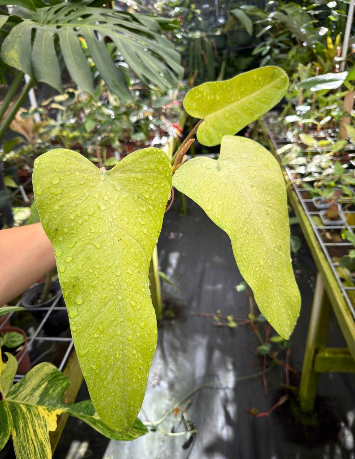 Philodendron 'Whipple Way' Thai form
