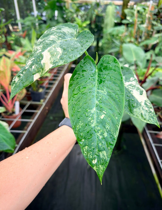 Schismatoglottis sp. Albo variegated