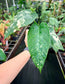 Schismatoglottis sp. Albo variegated
