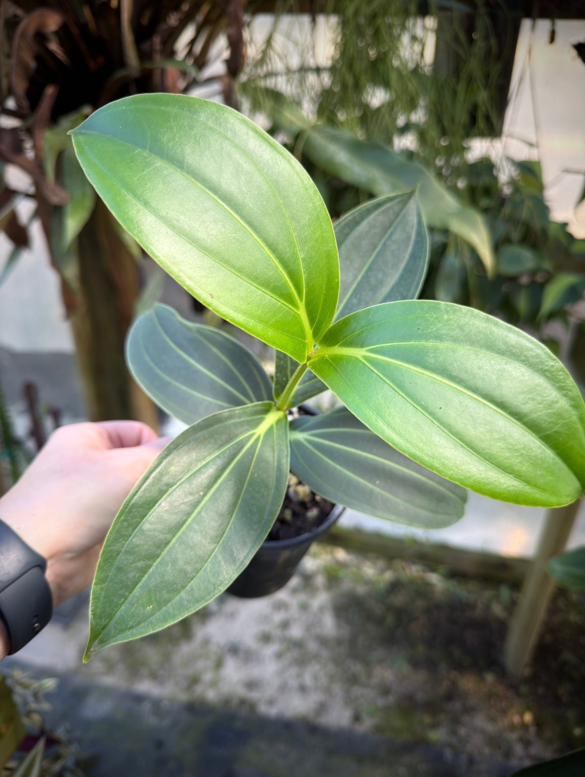 Medinilla Magnifica Hybrid Flamenco Pink