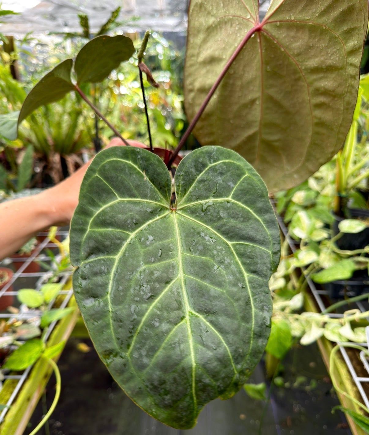 Anthurium 'Ace of Spades' (NSE) x 'Tim Anderson Black' EXACT PLANT