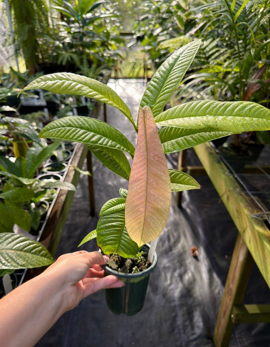 Syzygium versteegii