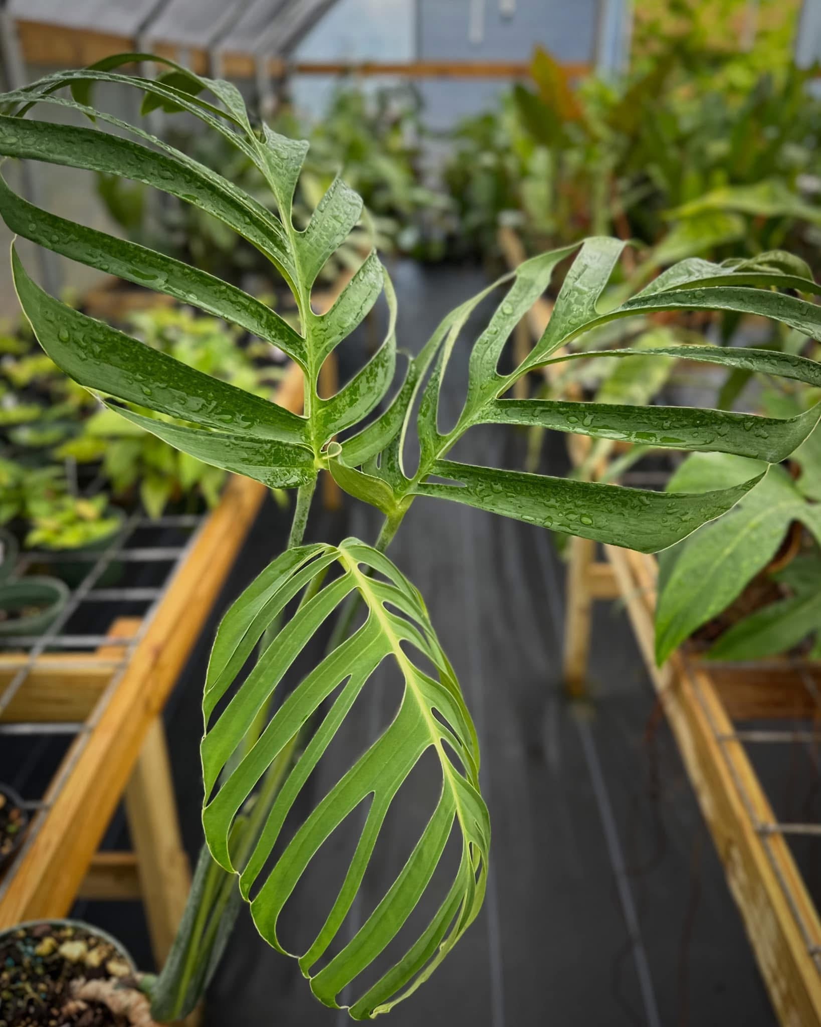 croc monstera Monstera croatii Large Rare – Top Notch Tropical