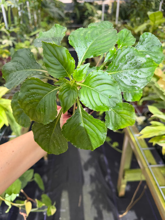 Impatiens cinnabarina, Rare African Species