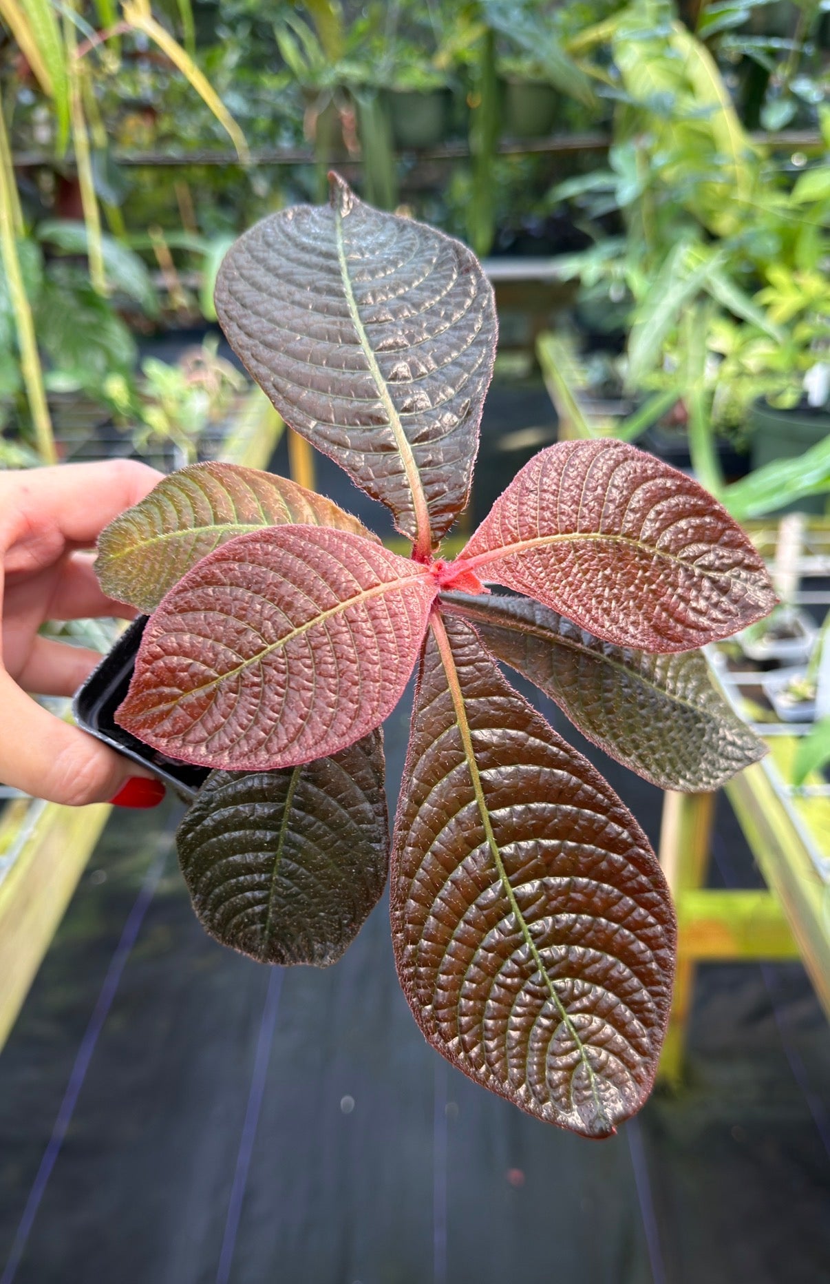 Hoffmannia roezlii type *red