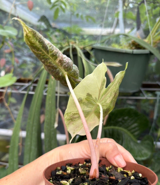 Alocasia Pink Dragon aurea variegated