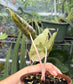 Alocasia Pink Dragon aurea variegated