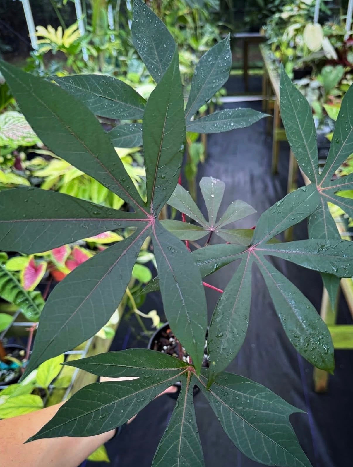 Manihot esculenta 'Borneo Purple'