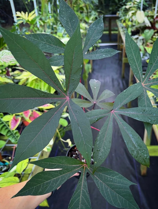 Manihot esculenta 'Borneo Purple'