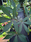 Manihot esculenta 'Borneo Purple'