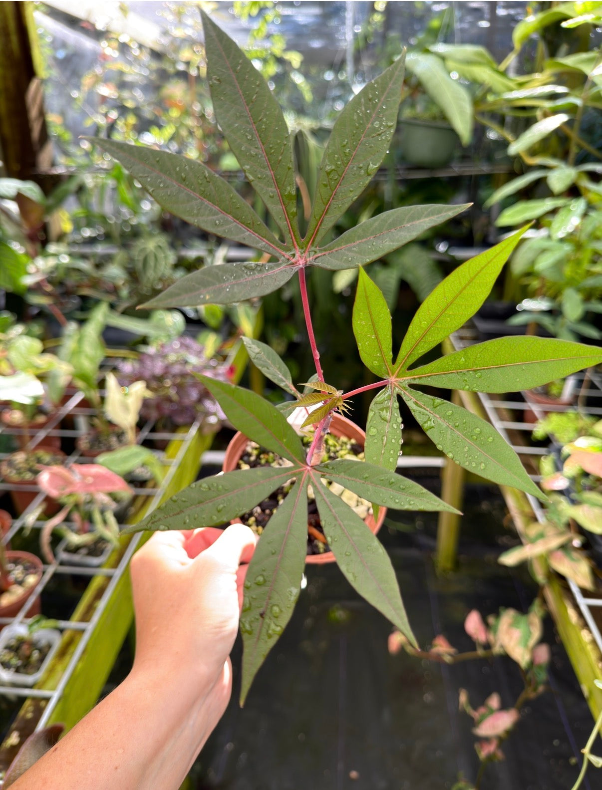 Manihot esculenta 'Borneo Purple'