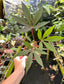 Manihot esculenta 'Borneo Purple'